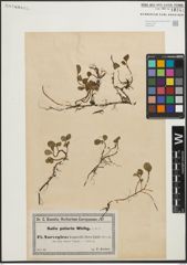 Foto von Salix polaris Wahlenb.